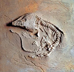 Prehistoria: skamielina gada Labodosaurus hamatus z Teksasu w Stanach Zjednoczonych. Okres karboński, epoka paleozoiczna. Museo civico di storia naturale, Mediolan