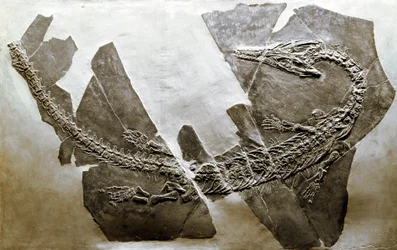 Prehistoria: skamielina wodnego gada Askeptosaurus italicus z Besano (Włochy). Okres triasu środkowego. Museo civico di storia naturale, Mediolan