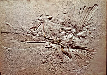 Prehistoria: skamielina ptaka Archaeopteryx (archeopteryx) Litografia ze stanowiska Solnhofen (Niemcy). Najwyższy Jurajski. Museo civico di storia naturale, Mediolan