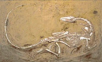Prehistoria: skamielina dinozaura Celofiza. Okres triasu górnego. Museo civico di storia naturale, Mediolan