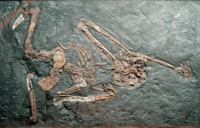 Prehistoria: skamielina wielkiego Oreopiteka naczelnego (Oreopithecus bambolii) z góry Bamboli (Grosseto). Epoka miocenu. Miejskie Muzeum Historii Naturalnej, Mediolan
