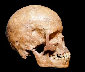 Prehistoria: skamieniała czaszka Homo sapiens z Grimaldi, Ventimiglia (Włochy). Kultura oryniacka, górny paleolit. Miejskie Muzeum Historii Naturalnej, Mediolan