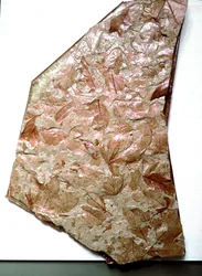 Prehistoria: skamieniałe liście z Piemontu (Włochy). Okres dolnego czwartorzędu. Museo civico di storia naturale, Mediolan