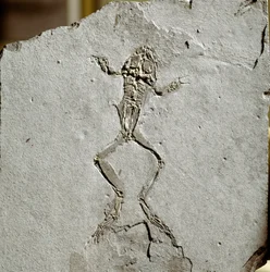 Prehistoria: skamielina żaby ze stanowiska Pueyoi da Tervel w Hiszpanii. Epoka miocenu. Miejskie Muzeum Historii Naturalnej, Mediolan