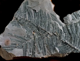 Prehistoria: okres karbonu wyższego. Skamielina Acitheca Poymorphe z rodziny paproci. Znajdź w Gottelborn w Niemczech