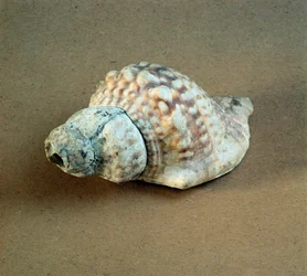 Prehistoria: przebita muszla Triton nodifer, używana jako gwizdek z Nekropola Arene Candide (Finale Liguria), Liguria. Środkowy neolit, epoka kamienia. Geny, museo di archeologia ligure