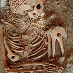 Prehistoria: szkielet i wyposażenie grobowe nastolatków, zwanych młodym księciem z jaskini Arene Candide w Finale Ligure: naszyjnik z muszli, poroże jelenia i krzemień. Epoka kamienia, górny paleolit. Genua, Museo di archeologia Ligure