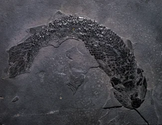 Prehistoria: gatunki kopalne Gyroptichus, epoka paleozoiczna, okres dewonu. znaleziony w Szkocji.