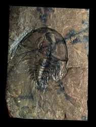 Prehistoria: skamieniałość trylobitów Olenellus (stawonogi). Wiek paleozoiku, okres kambru. Znajdź w Utah, Stany Zjednoczone