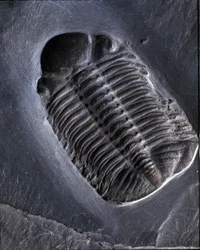 Prehistoria: skamielina trylobita Phacops Rana (stawonogi). Wiek paleozoiku, okres dewonu. Znajdź w rejonie Bundenbach w Niemczech.