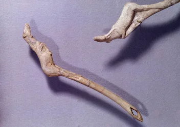Prehistoria: dwa miotacze oszczepów zwane „Skaczącym koniem”, wykonane z poroża renifera. Okres środkowego magdalenienu. Saint-Germain-en-Laye, Muzeum Archeologii Narodowej.