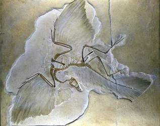 Prymitywne ptaki nazywano Archaeopteryx. Kompletne skamieniałości zostały znalezione w Bawarii, w łupkach górnojurajskich.