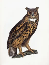 Sowa uszata
