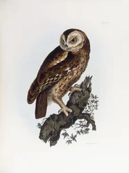 Puszczyk, 1841