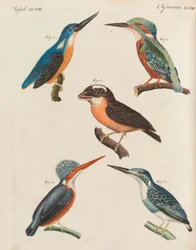 Książka z obrazkami dla dzieci Encyklopedia dla dzieci autorstwa Friedricha Johanna Justina Bertucha, 1798-1830.