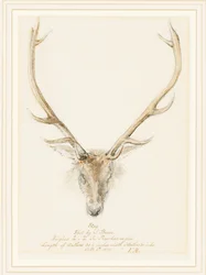 Jeleń zastrzelony przez Johna Browna, 1874
