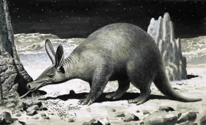 Aardvark