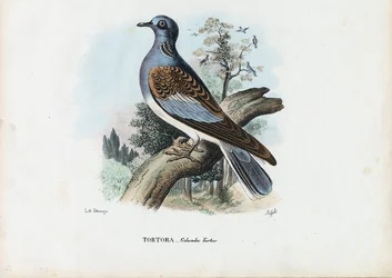 Żółw europejski, 1863-79