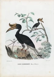 Dzioborożec wielki, 1863-79