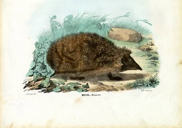 Jeż, 1863-79