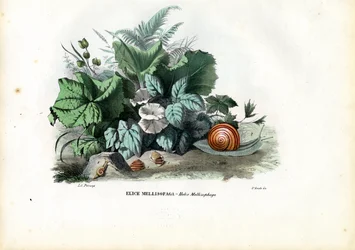Ślimaki Helix, 1863-79