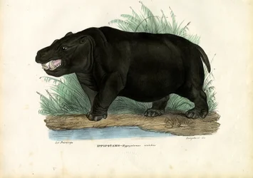 Hipopotam, 1863-79
