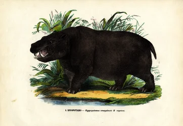 Hipopotam, 1863-79