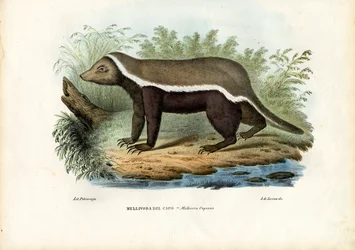 Honey Badger, 1863-79