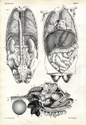 Jelita, 1863-79