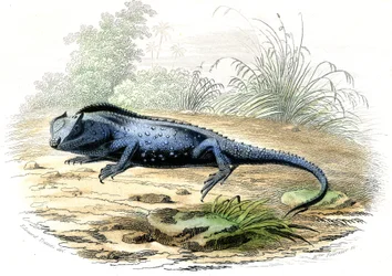 Rozwidlona głowa (Lyriocephalus margaritaceus) - Tablica wydobyta z Histoire Naturelle przez Bernarda Germaina de Lacepede (1856-1925), wydanie P.Furme, Paryż