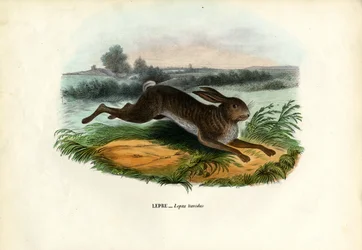 Zając górski, 1863-79