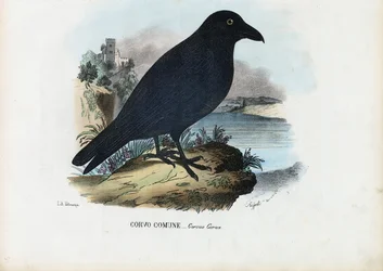 Kruk, 1863-79