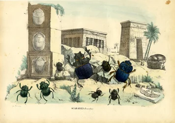 Chrząszcze skarabeusze, 1863-79