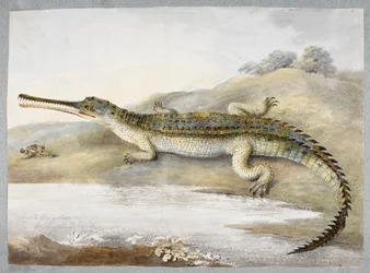 Krokodyl gherialowy lub gangeski twarzą w twarz z konikiem polnym, ok. 1820 r. (akwarela na papierze)