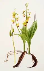 Calanthe tricarinata (olej na papierze)