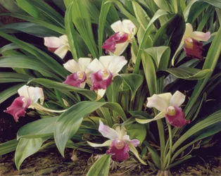Cochleanthus Hybrid