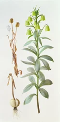Fritillaria pallidiflora