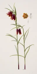Fritillaria gracilis (olej na papierze)