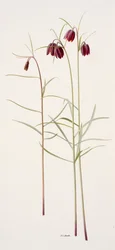 Fritillaria montana (olej na papierze)