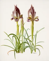 Iris acutiloba (olej na papierze)