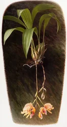 Orchidea