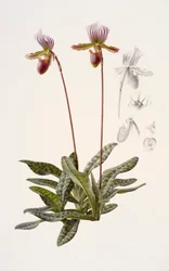 Paphiopedilum barbatum (olej na papierze)