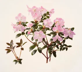 Rhododendron moupinense o różowych kwiatach (olej na papierze)