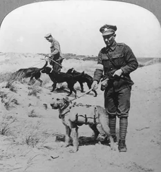 Psy pierwszej pomocy, I wojna światowa, c1914-c1918