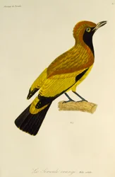 Dorosły samiec altannika zamaskowanego (Sericulus aureus), rycina z Historii Naturalnej Rajskich Ptaków i Epimagues