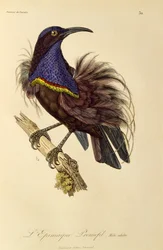 Dorosły samiec rajskiego strzelca (Ptiloris paradiseus), rycina z Historii naturalnej Birds of Paradise i Epimagues