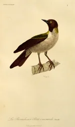 Samica rajskiego ptaka rajskiego (Paradisaea minor), rycina z Historii naturalnej ptaków rajskich i Epimagues