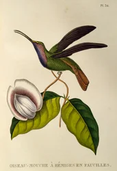 Sawarka Lazuliny (Campylopterus falcatus), grawerowanie z trochilidów lub kolibrów i kolibrów