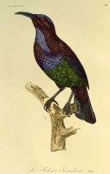 Samiec rajskiego strzelca (Ptiloris paradiseus), rycina z Historii naturalnej Birds of Paradise i Epimagues