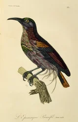 Młody samiec strzelca rajskiego (Ptiloris paradiseus), rycina z Historii naturalnej Birds of Paradise i Epimagues
